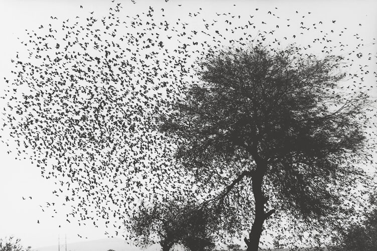 Árbol con pájaros’, una de las imágenes de Iturbide que pueden disfrutarse en la exposición ‘Cuando habla de luz