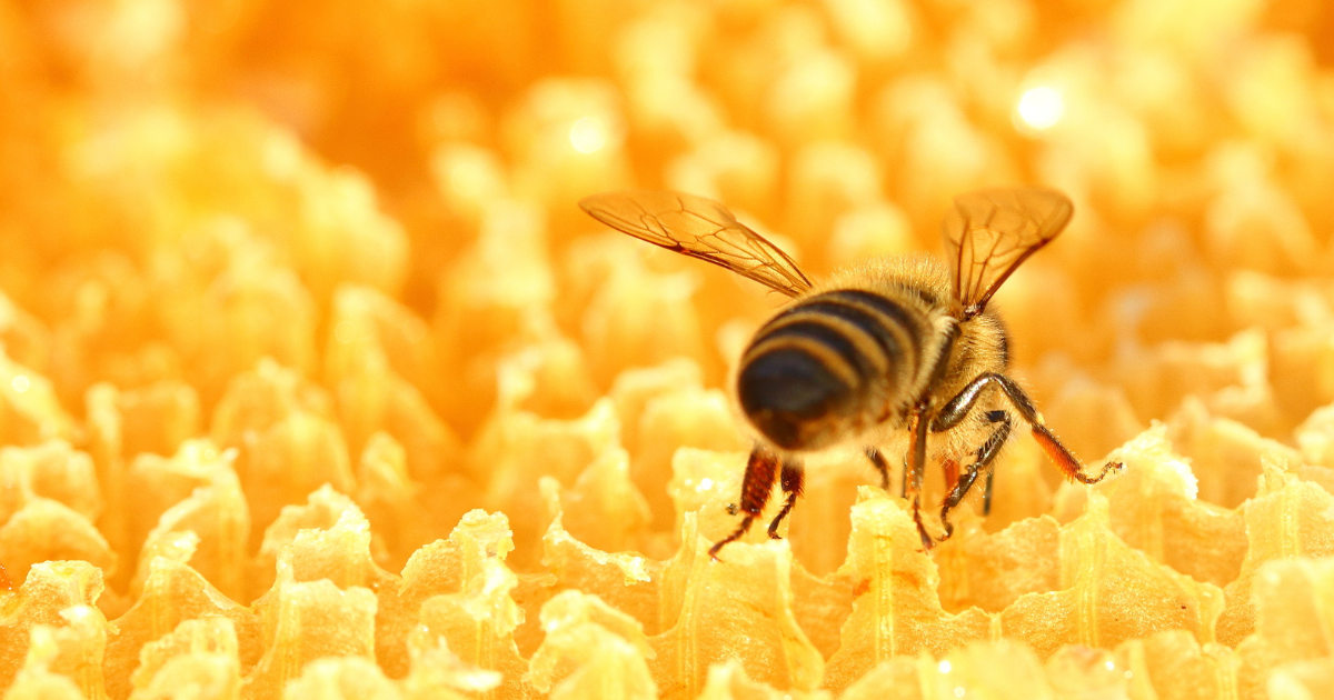 Abeja en panal de miel 