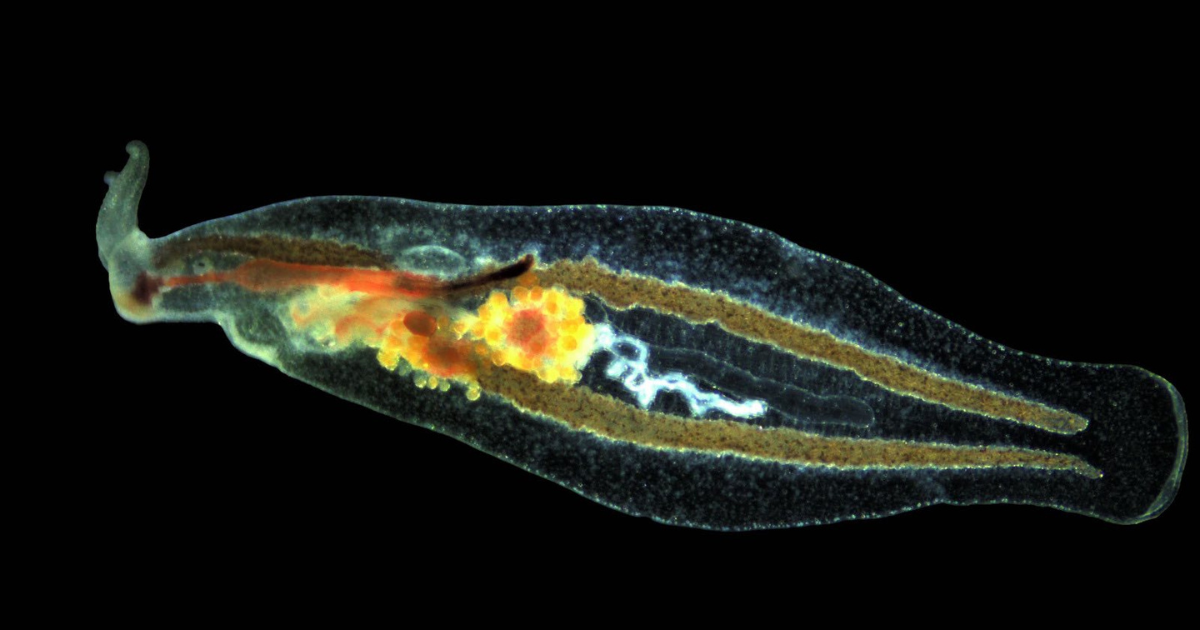  Pleuropyge melaquensis