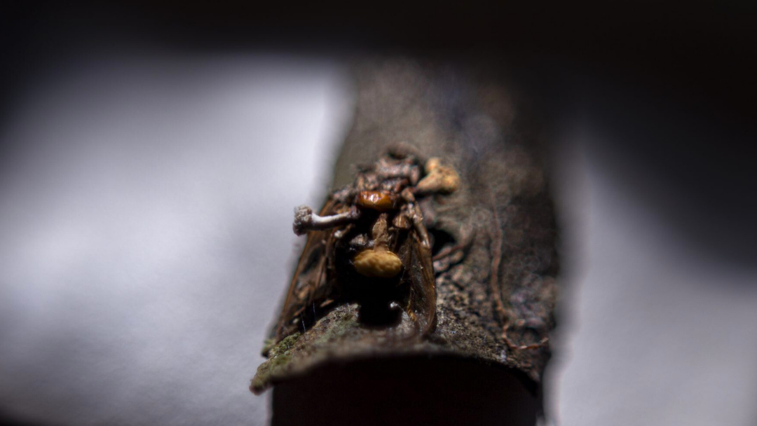 hongo hormiga zombie