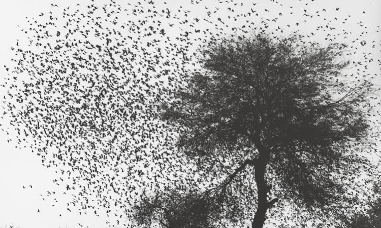 Árbol con pájaros’, una de las imágenes de Iturbide que pueden disfrutarse en la exposición ‘Cuando habla de luz