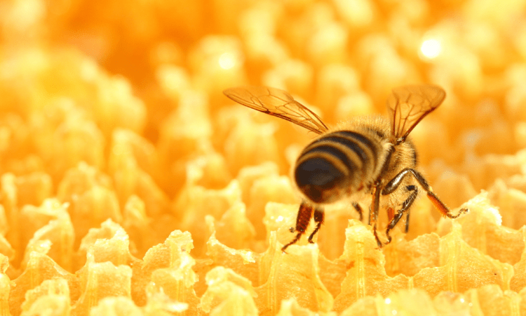 Abeja en panal de miel 