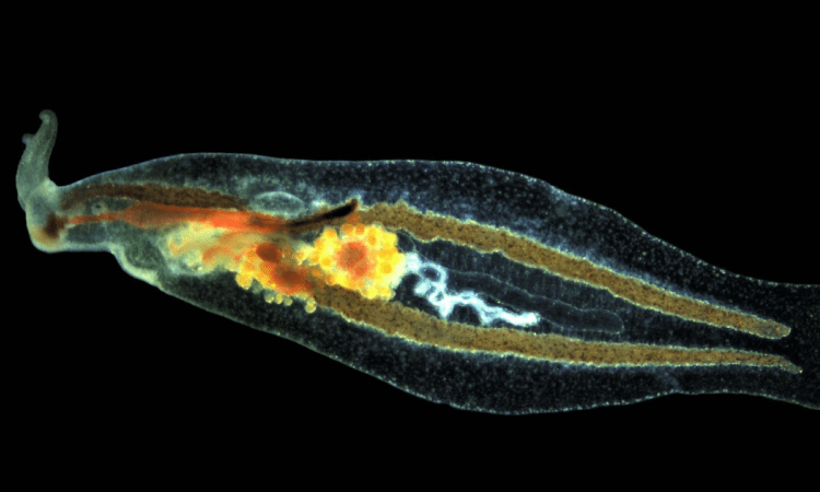  Pleuropyge melaquensis